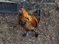 Chickens — 照片 6