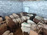 Ovca, Beulah Speckled face sheep — fotografija 8