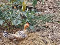 Chickens — foto 5