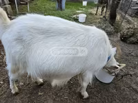 Koza, Megrelian goat — fotografija 2