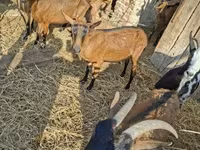 बकरा, Alpine goat — फ़ोटो 6