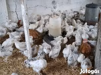 Chickens — fotografija 2