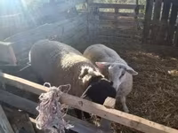 雄羊, White Suffolk sheep — 写真 2