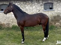 Pastuv, Hungarian horse breed — fotografija 1