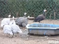 Guinea fowl — الصورة 1
