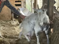 母羊, Sheep — 照片 7