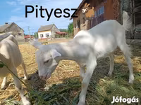 Cabro, Cabras — foto 2