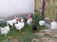 Chickens — fotografija 1