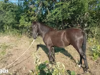 母马, Nonius horse — 照片 4