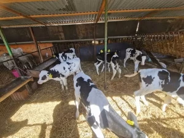 公牛, Holstein breed