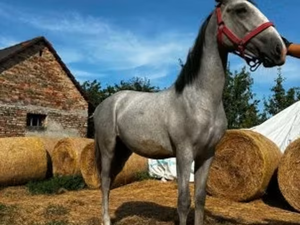 公马, Lipizzaner