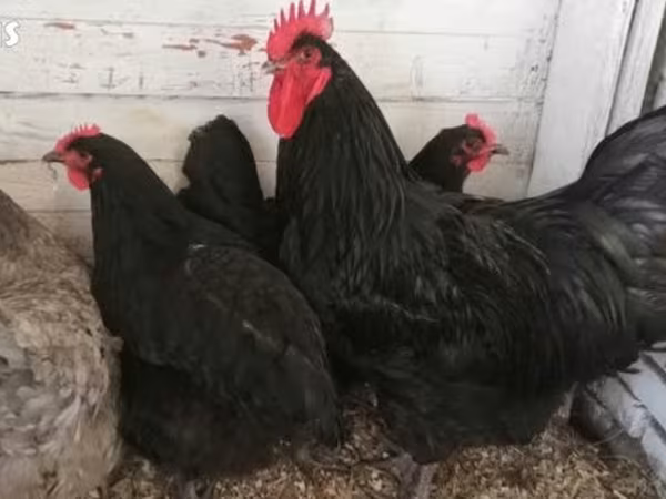 Brahma