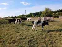 Krava, Russian Black pied cattle — fotografija 2