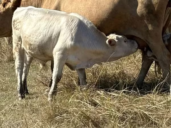 Бұқа, Қызыл жүнді сиыр