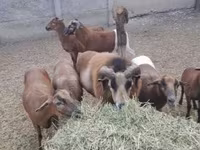 मेढ़ा, Cameroon sheep — फ़ोटो 2