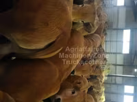 Krava, Aubrac cattle — fotografija 2