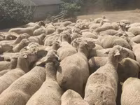Ovca, Merino sheep — fotografija 3