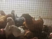 Chickens — photo 2