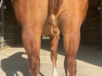 Pastuv, Quarter Horse — fotografija 2