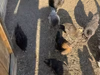 جيرسي جاينت — الصورة 8