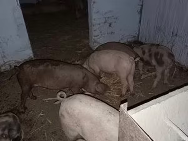 Boar, Pigs