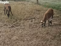 Oveja, Cameroon sheep — foto 3