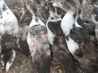 Ducks — फ़ोटो 4