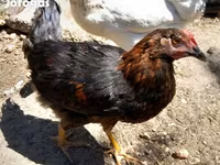 Chickens — फ़ोटो 3