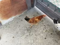 Chickens — الصورة 2