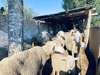 Ovan, Merinoland sheep — fotografija 1