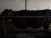 Krava, Latvian Blue cattle — fotografija 2