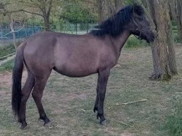 Kobyła, Hucul pony