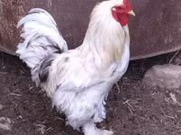 Brahma — fotografija 1