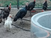 Turkeys — foto 8