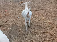 Козёл, Козлы — фото 6