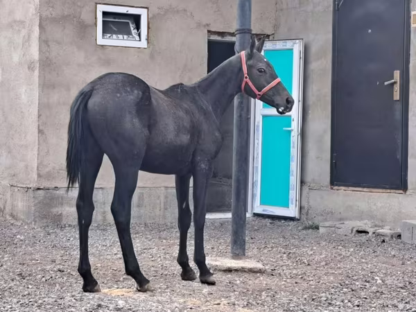 Pastuv, Thoroughbred horse