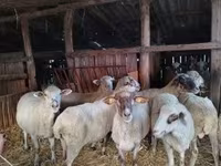 Вівця, Ile-de-France sheep — фото 7