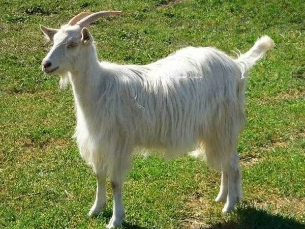 Cabra, Cabras — Hungria