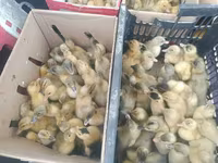 Ducks — fotografija 1