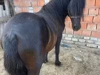 Horse (M), Horses — photo 1