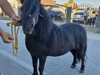 Cavalo, Cavalos — foto 2