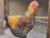 ワイアンドット — 写真 3
