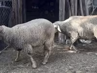 Қой, Қойлар — 6-сурет