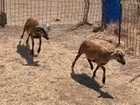 雄羊, Cameroon sheep — 写真 1