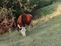 母牛, Latvian Blue cattle — 照片 1