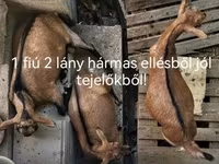Koza, Kozy — zdjęcie 1