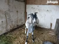Cabro, Nubian Goat — foto 1