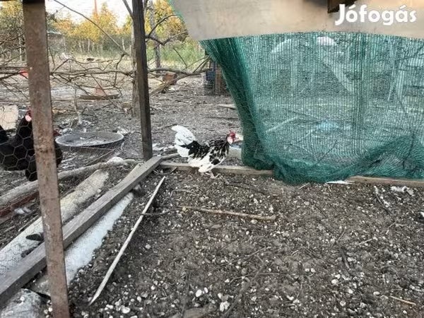 Chickens