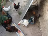 Chickens — الصورة 6