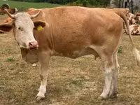 雌牛, Simmental cattle — 写真 2